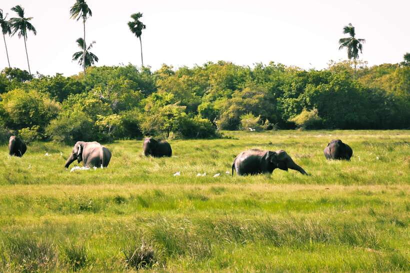 Kumana National Park : Private Half-Day Jeep Safari - The 45-minute drive from Arugam Bay