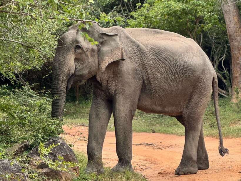 Kumana National Park : Private Half-Day Jeep Safari - What the four-hour game drive feels like