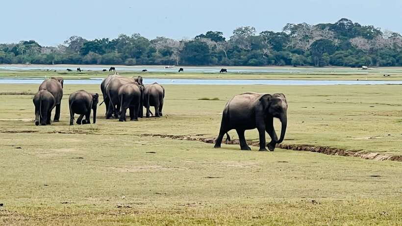 Kumana National Park : Private Half-Day Jeep Safari - Comfort, safety, and the rough-road reality