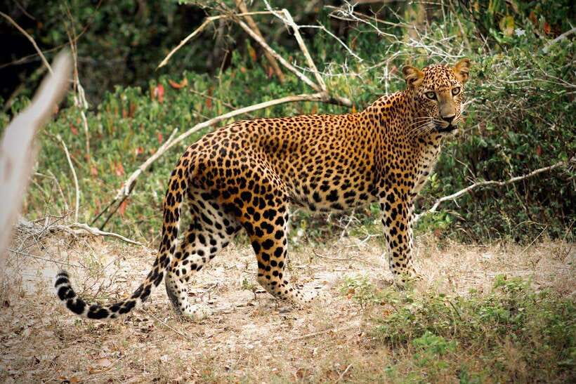 Kumana National Park : Private Half-Day Jeep Safari - Choosing between the 5:00 AM and 1:00 PM departures