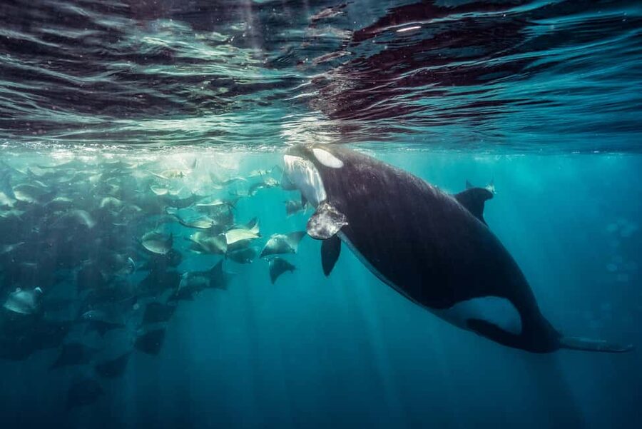 La Paz or La Ventana: Ocean Safari - Key Points Before You Book