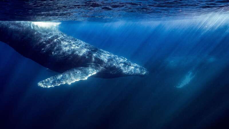La Paz or La Ventana: Ocean Safari - The Search for Mobulas, Dolphins, and Whales
