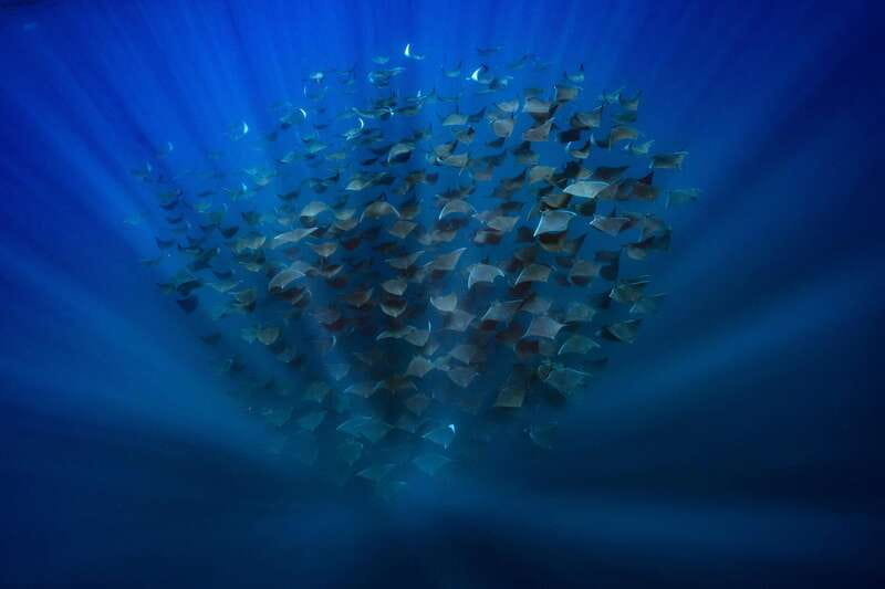 La Paz or La Ventana: Ocean Safari - Swimming With the Animals