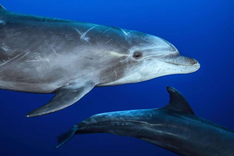 La Paz or La Ventana: Ocean Safari - A Marine Biologist, Not Just a Boat Driver
