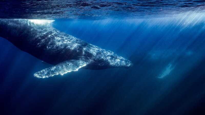La Paz or La Ventana: Ocean Safari - How the $175 Price Holds Up