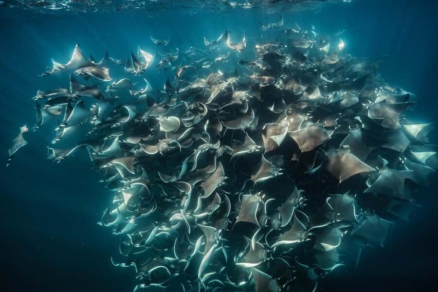La Paz or La Ventana: Ocean Safari - What the Panga Ride Feels Like