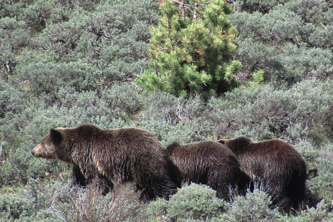 Lamar Valley: Safari Hiking Tour with Lunch - Six miles through sage and bison country