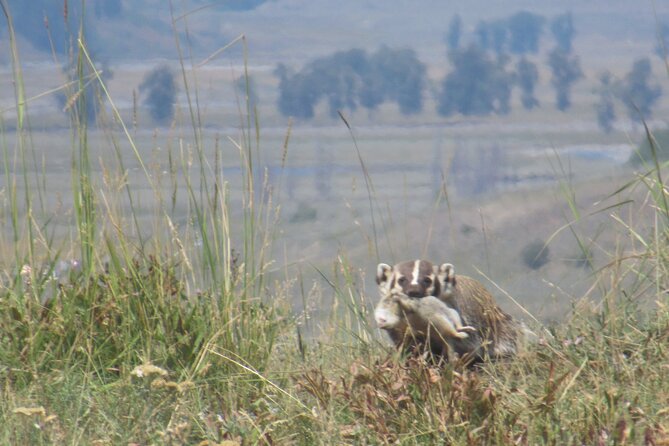 Lamar Valley: Safari Hiking Tour with Lunch - Wildlife watching with a guide