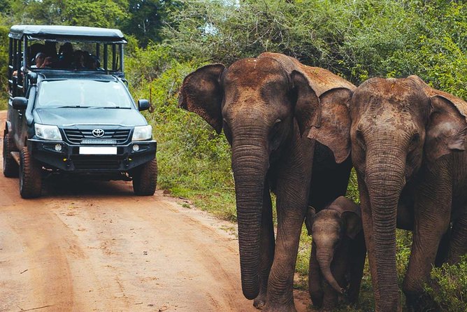 Leopard Safari Tour in Yala National Park - What the Yala safari day is really like