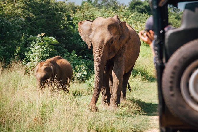 Leopard Safari Tour in Yala National Park - What the $20 price really buys