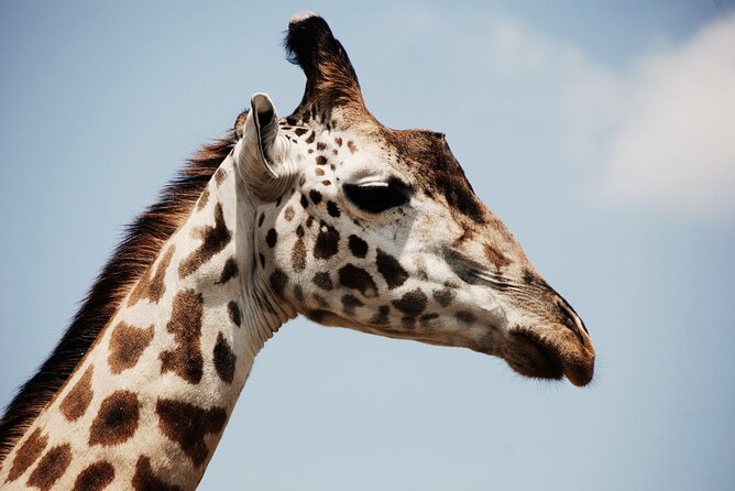 Lion & Safari Park - Seeing lions, cheetahs, and the other animals