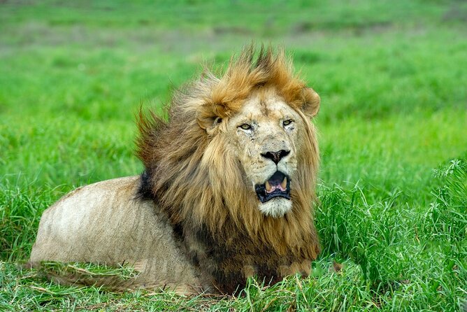 Lion & Safari Park - Why the three-hour format works