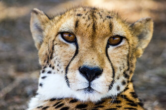 Lion & Safari Park - Private transport and group size