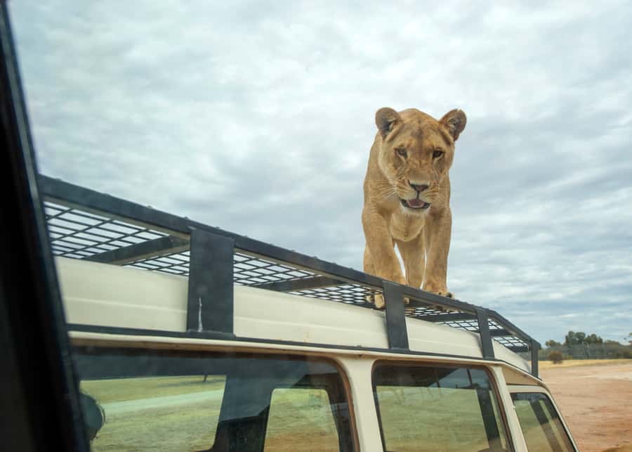 Lions 360 Experience and a Day at Monarto Safari Park - Key points to know before you go