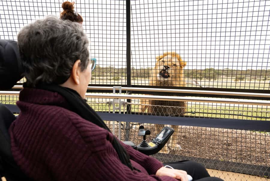 Lions 360 Experience and a Day at Monarto Safari Park - Why Lions 360 feels different from an ordinary zoo visit