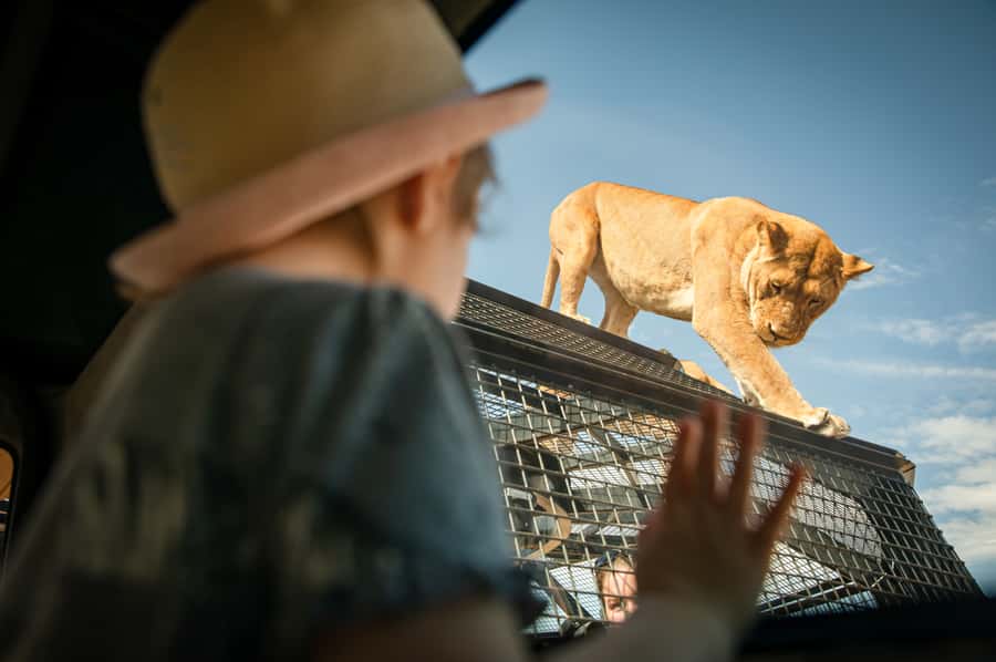 Lions 360 Experience and a Day at Monarto Safari Park - The one-hour Lions 360 encounter