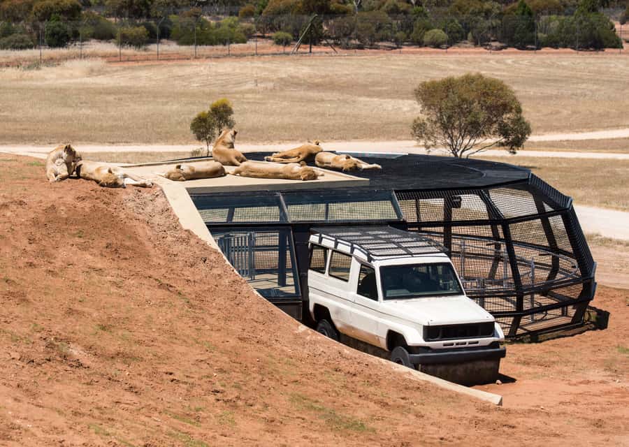 Lions 360 Experience and a Day at Monarto Safari Park - Arriving at Monarto Safari Park
