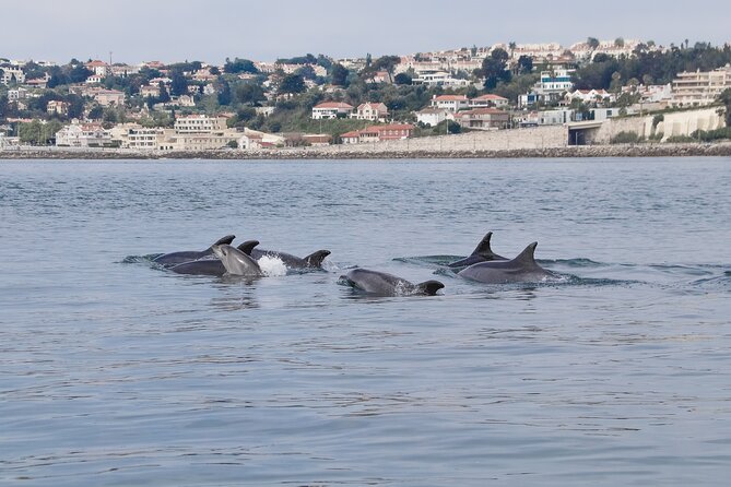 Lisbon: Dolphin Watching with a Marine Biologist - Ocean Safari - Why this dolphin safari is different from a standard boat ride