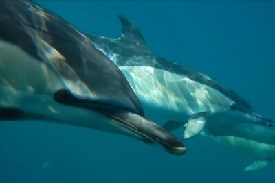 Dolphin Watching with a Marine Biologist – Ocean Safari