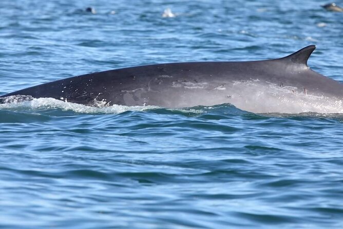 Lisbon: Dolphin Watching with a Marine Biologist - Ocean Safari - The wildlife encounter