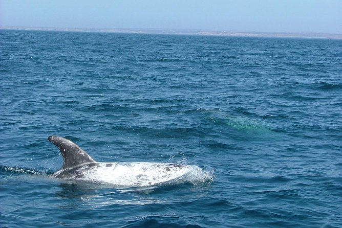 Lisbon: Dolphin Watching with a Marine Biologist - Ocean Safari - What the marine biologist adds