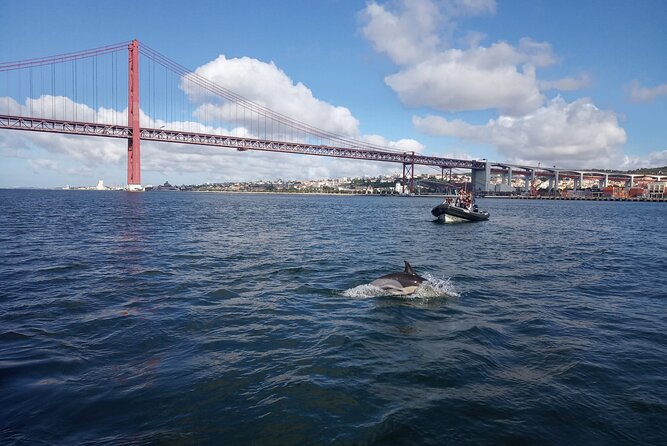 Lisbon: Dolphin Watching with a Marine Biologist - Ocean Safari - Weather, clothing, and seasickness