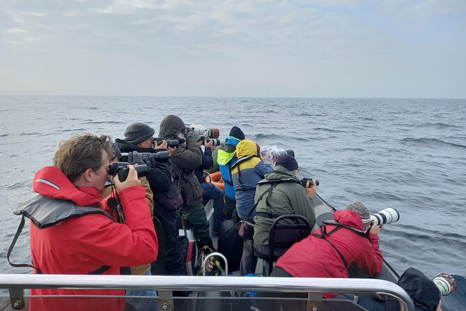Lisbon: Dolphin Watching with a Marine Biologist - Ocean Safari - Is $62.88 a fair price?