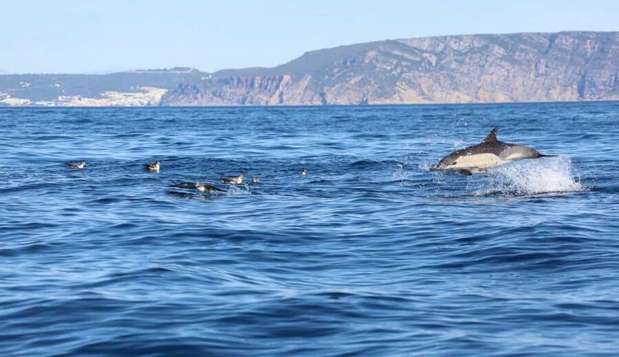 Lisbon: Ocean Safari with Marine Biologists - Starting at Doca de Santo Amaro in Alcântara