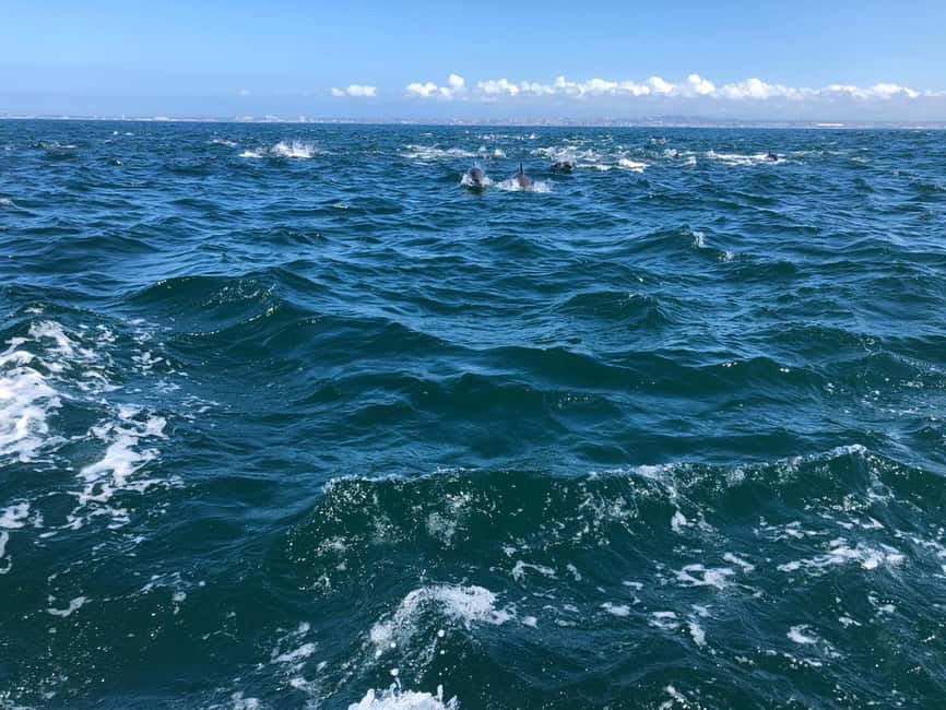 Lisbon: Ocean Safari with Marine Biologists - Who will enjoy this most