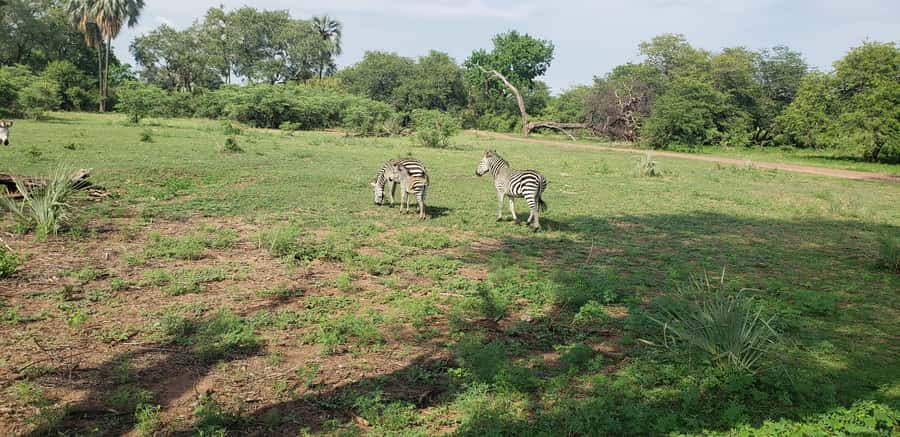 LIVINGSTONE ZAMBIA:SAFARI GAME DRIVE & RHINO WALK - Key points at a glance