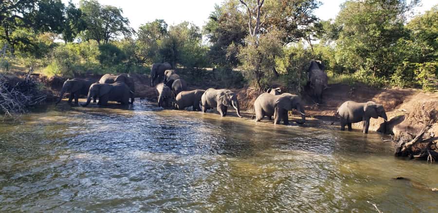 LIVINGSTONE ZAMBIA:SAFARI GAME DRIVE & RHINO WALK - Why this Livingstone safari is worth your time