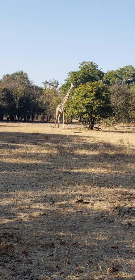 LIVINGSTONE ZAMBIA:SAFARI GAME DRIVE & RHINO WALK - Who will enjoy this best