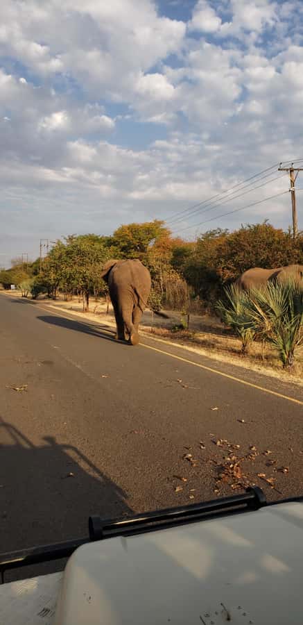 LIVINGSTONE ZAMBIA:SAFARI GAME DRIVE & RHINO WALK - Should you book the Mosi-oa-Tunya rhino walk?