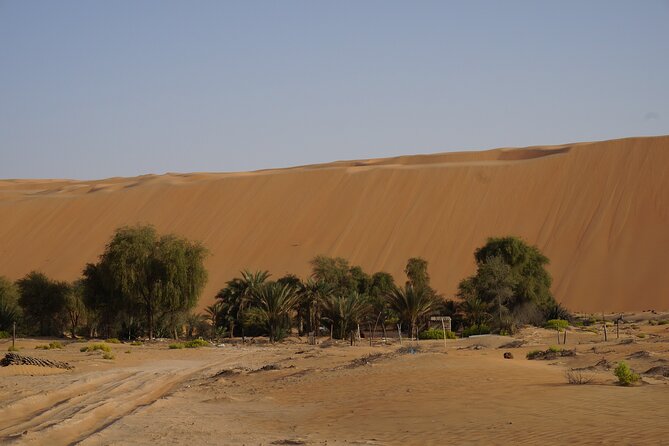 Liwa Full Day Desert Safari from Abu Dhabi - Camel farm visit with black and white camels