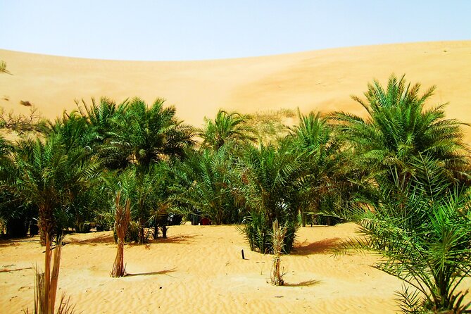 Liwa Over Night Safari - Sunrise, breakfast, and the return to Abu Dhabi