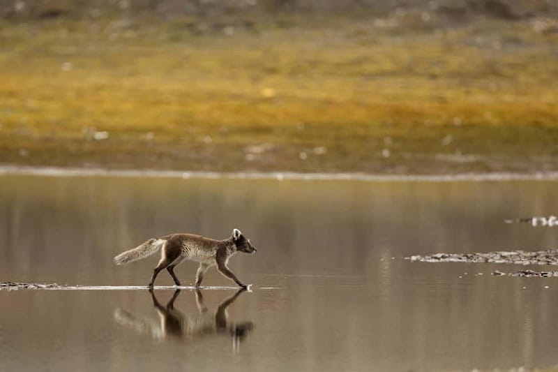 Longyearbyen: Wildlife Safari & Hiking Photography Tour - Key points to know before booking