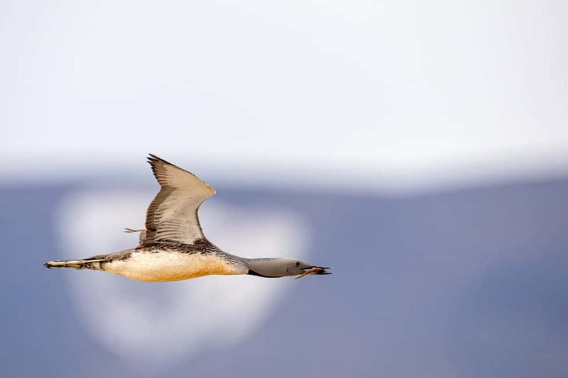 Longyearbyen: Wildlife Safari & Hiking Photography Tour - Why this Longyearbyen wildlife tour works