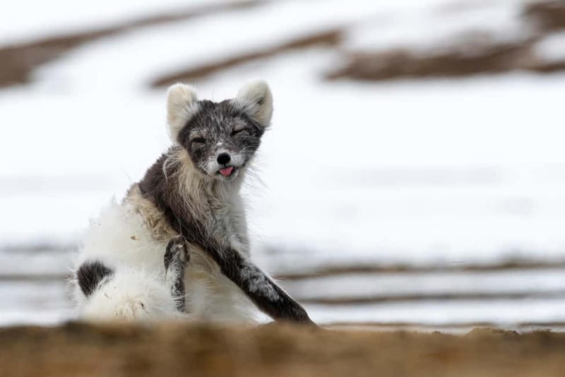 Longyearbyen: Wildlife Safari & Hiking Photography Tour - The secret stop and the real purpose of the drive