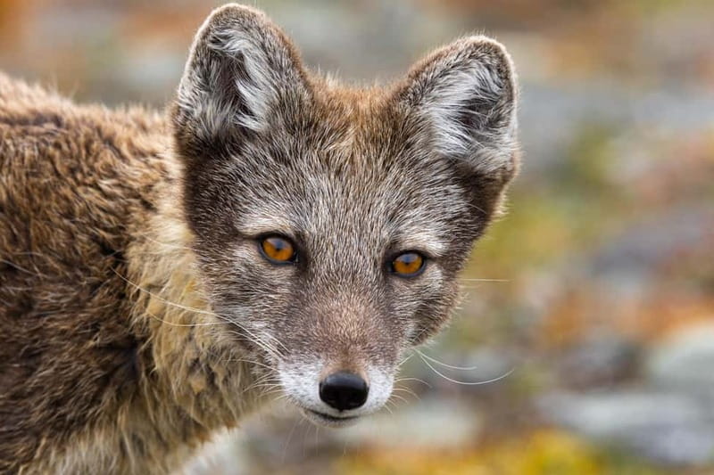 Longyearbyen: Wildlife Safari & Hiking Photography Tour - The easy hike can still test your clothing