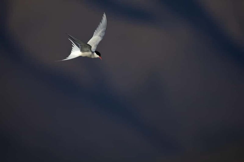 Longyearbyen: Wildlife Safari & Hiking Photography Tour - Reindeer, foxes, and ptarmigans