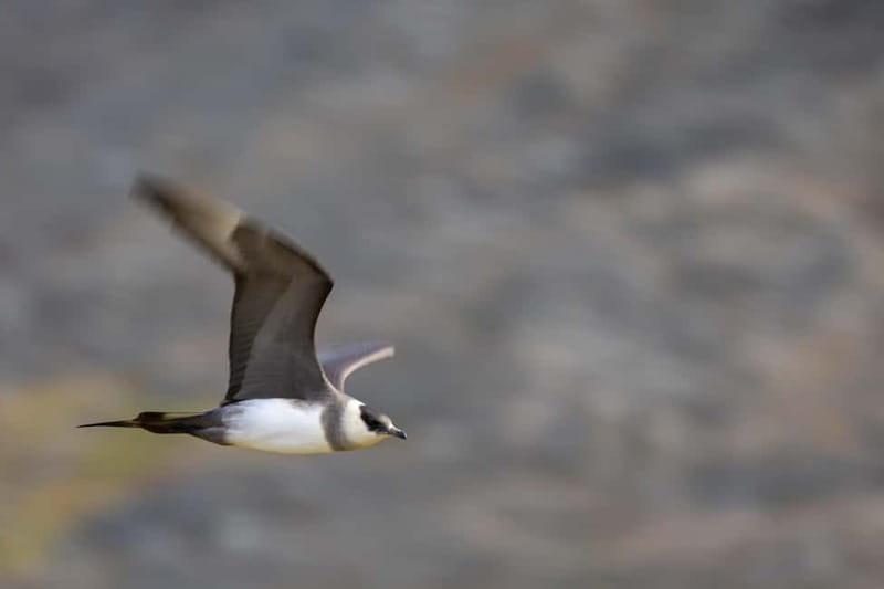 Longyearbyen: Wildlife Safari & Hiking Photography Tour - Photography help that is actually useful