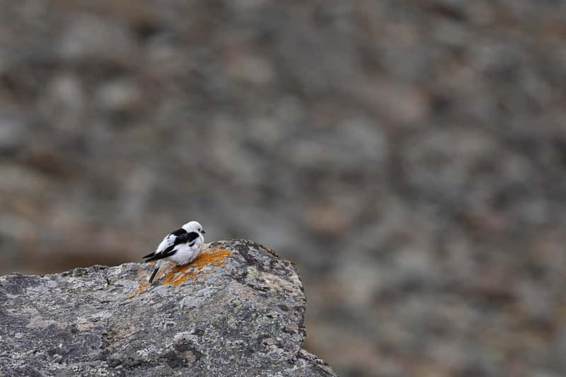 Longyearbyen: Wildlife Safari & Hiking Photography Tour - Warm drinks, snacks, and a sensible pause