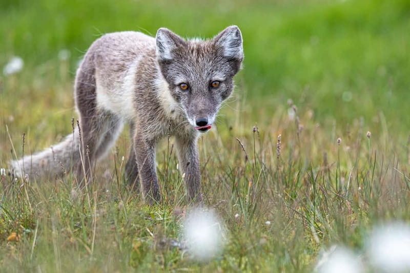 Longyearbyen: Wildlife Safari & Hiking Photography Tour - Who should book this outing?