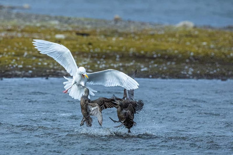 Longyearbyen: Wildlife Safari & Hiking Photography Tour - Pickup in Longyearbyen and the blue van