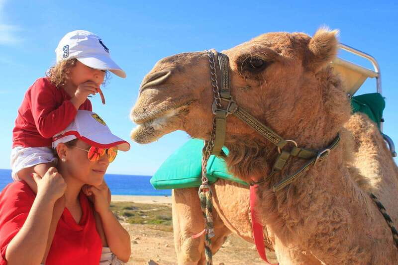 Los Cabos: Camel Ride Safari with Lunch and Tequila Tasting - Key things to know before you book