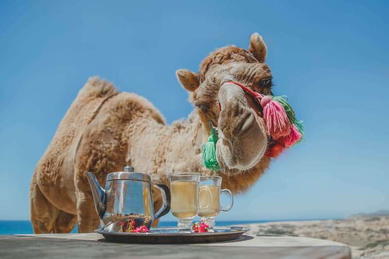 Los Cabos: Camel Ride Safari with Lunch and Tequila Tasting - A desert walk among cholla and giant cactus