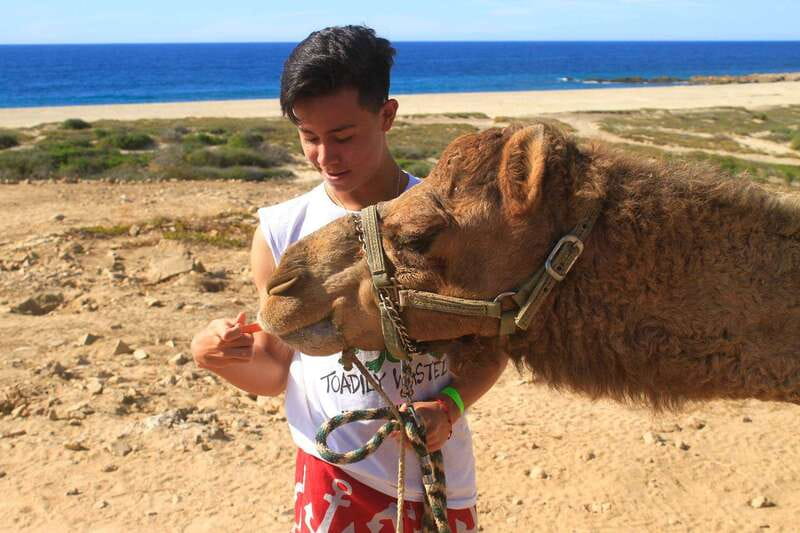 Los Cabos: Camel Ride Safari with Lunch and Tequila Tasting - Meeting the camels before the ride