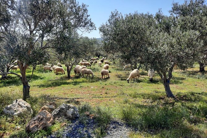 LUXURY Jeep Safari WRANGLER CRETE (also for CRUISE SHIPS) - The final mountain village on the return