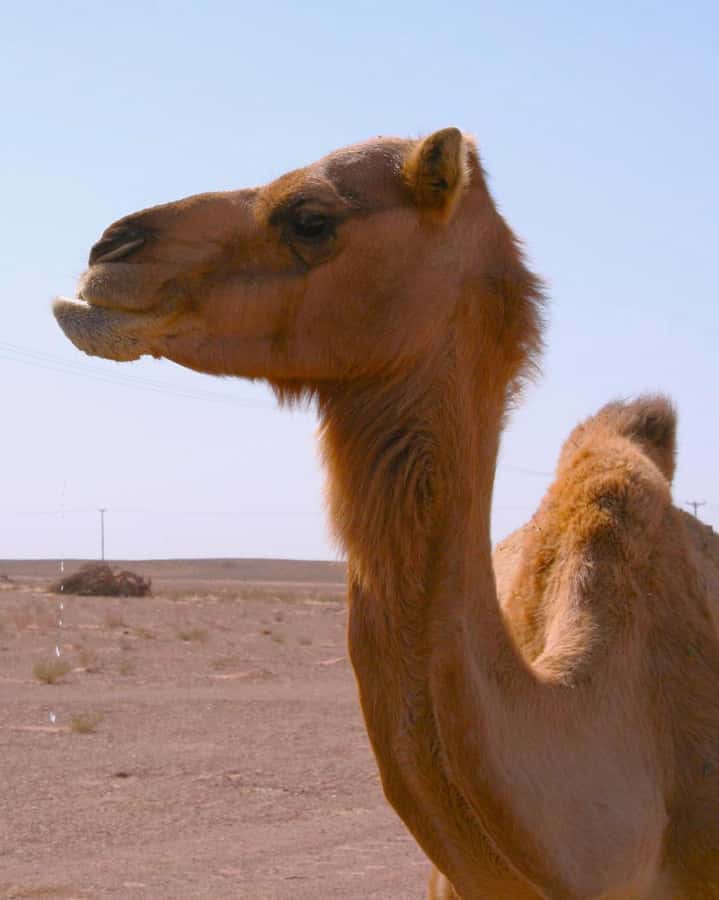Luxury Overnight Desert Safari in Salalah - Is $245 per person good value?