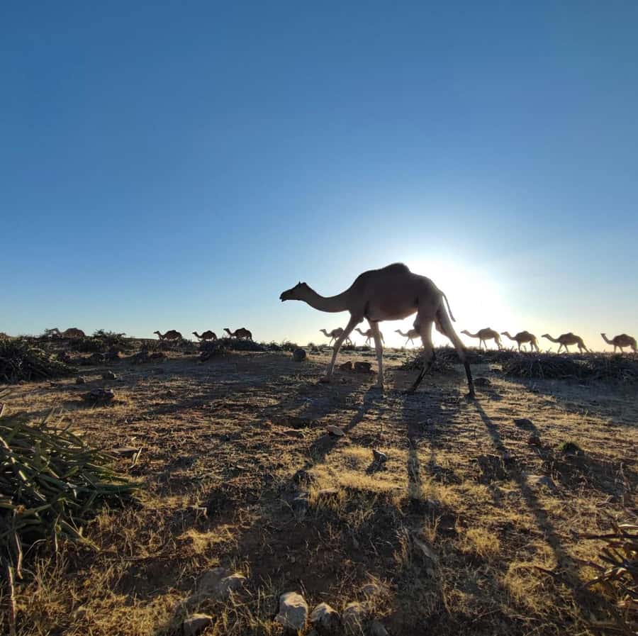Luxury Overnight Desert Safari in Salalah - Sunrise before breakfast and the return drive